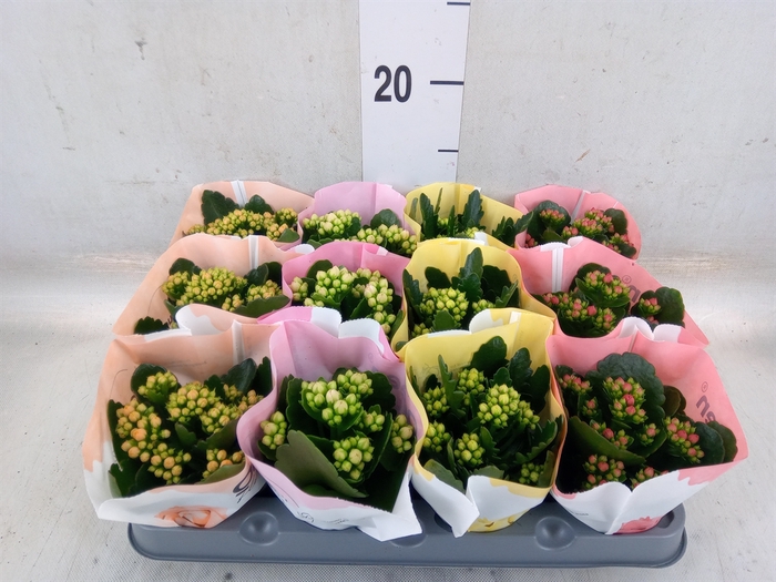 <h4>Kalanchoe blos.   ..rosebud mix  4</h4>