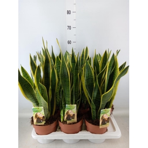Sansevieria trifa. 'Laurentii'