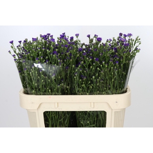 Aster Casamare