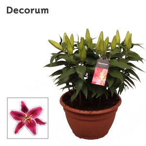 Lilium Or Pink 9pp