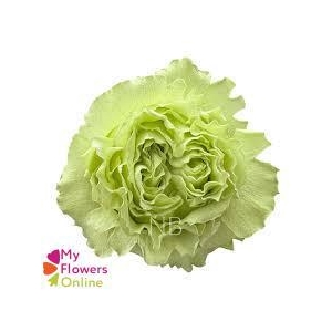 R Gr Lemonade Green 50cm EC