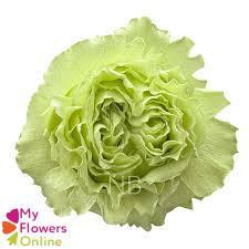 <h4>R Gr Lemonade Green 50cm EC</h4>