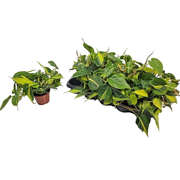 <h4>Philodendron Brasil</h4>