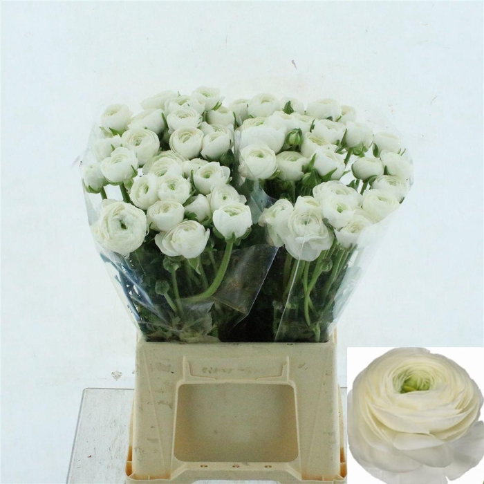 <h4>RAN SU FIRENZE</h4>