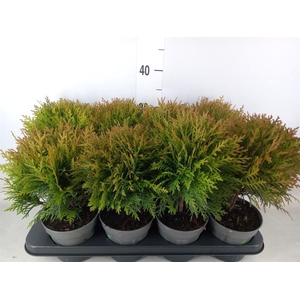 Thuja occid. 'Danica'