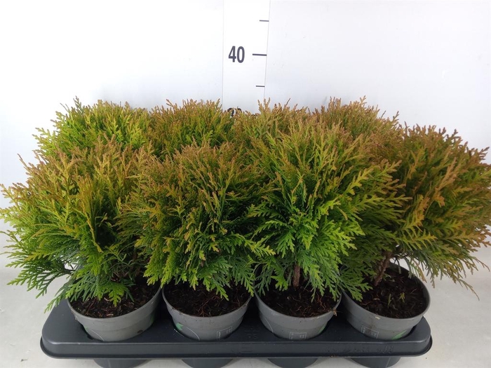 <h4>Thuja occid. 'Danica'</h4>