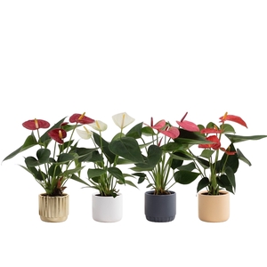 Anthurium 4 color mix in Liam 2 ceramics