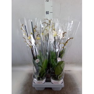 Phalaenopsis  'Manta Similan'