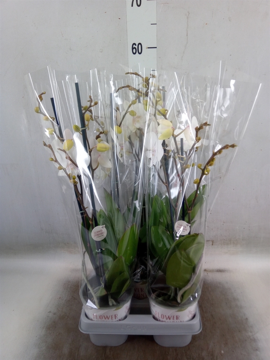 <h4>Phalaenopsis  'Manta Similan'</h4>