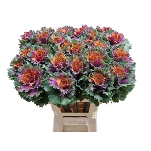 Brassica Klbh Pink Red