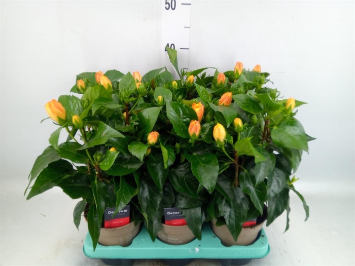 <h4>Hibiscus rosa-sin. 'Jazz'</h4>