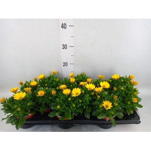 Osteospermum  'Sunny Asti'