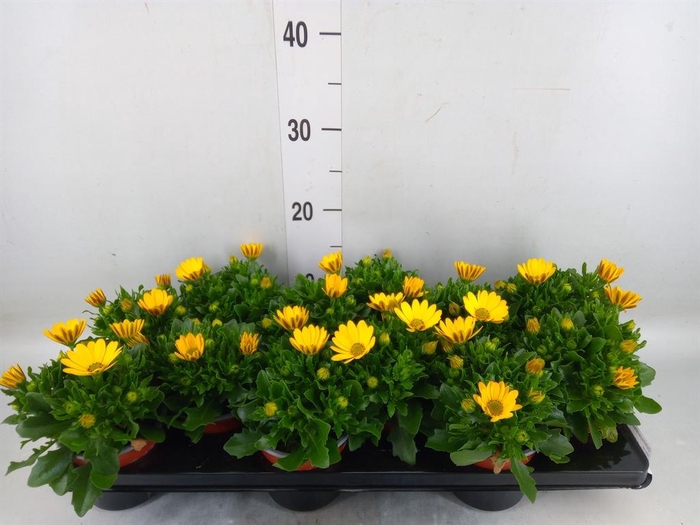 <h4>Osteospermum  'Sunny Asti'</h4>