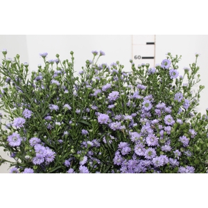 ASTER LILAS MAÇO