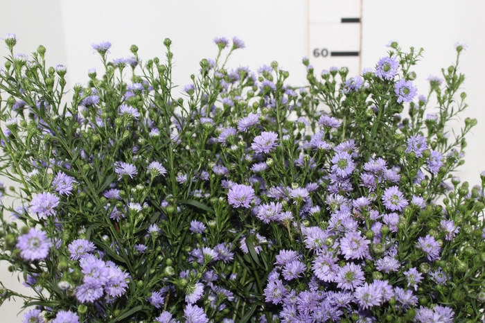 <h4>ASTER LILAS MAÇO</h4>