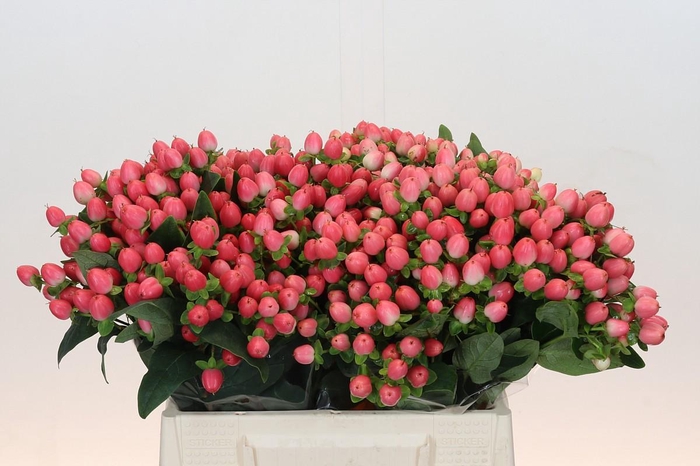 <h4>Hypericum Sweet Romance</h4>