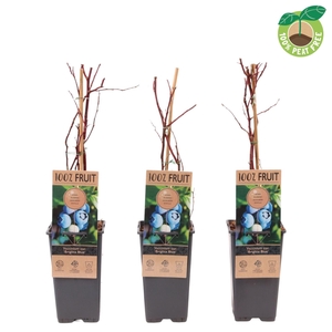 Vaccinium corymbosum