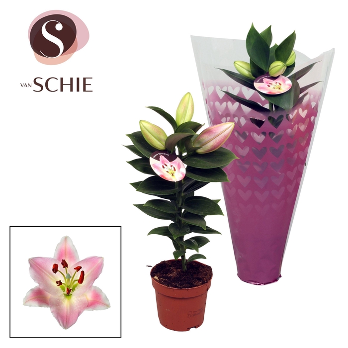<h4>LIL OR SOUVENIR</h4>