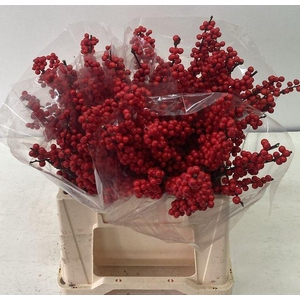 Ilex vert Magical Amarant L4