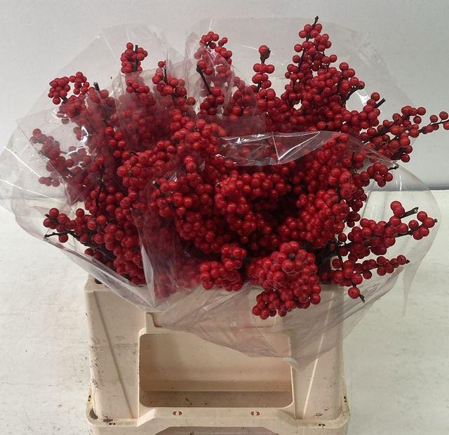 <h4>Ilex vert Magical Amarant L4</h4>