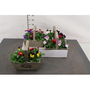 ! A * Arr. Hengselbak Voorjaar 15 Cm.