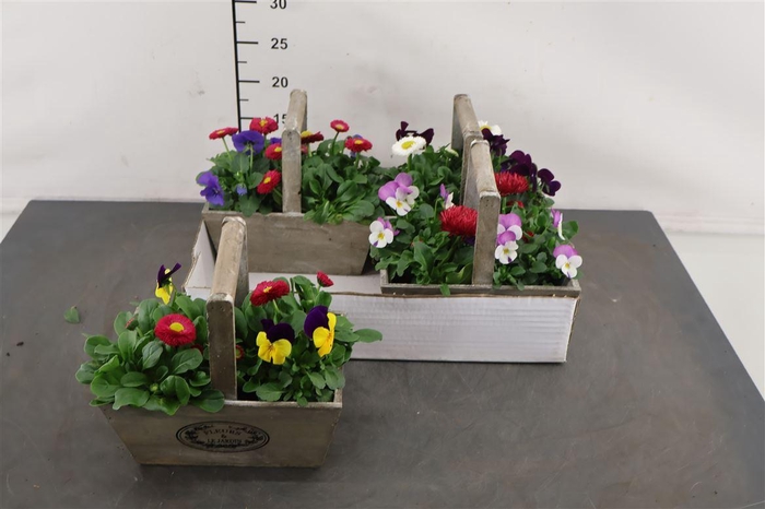 <h4>! A * Arr. Hengselbak Voorjaar 15 Cm.</h4>