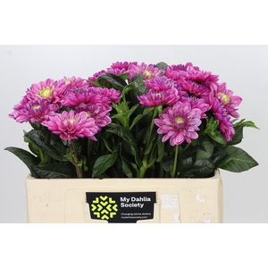 Dahlia Annamarie