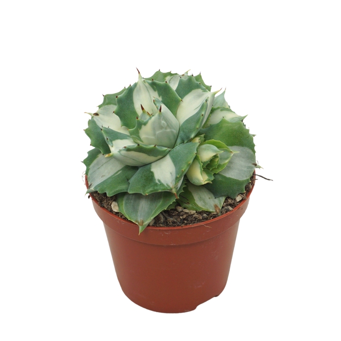 <h4>Agave Potatorum Ouhi-Raijin Variegata</h4>