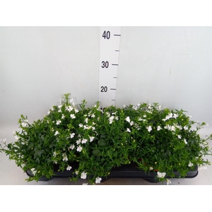 Lobelia  'Curacao White Minibasket'