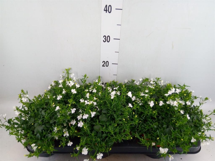<h4>Lobelia  'Curacao White Minibasket'</h4>