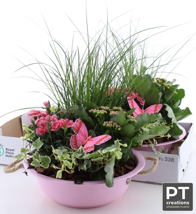 <h4>ARR TUINPLANTEN</h4>