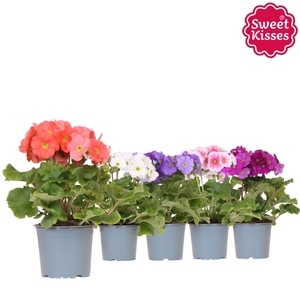 Primula Obconica Sweet Kisses mix