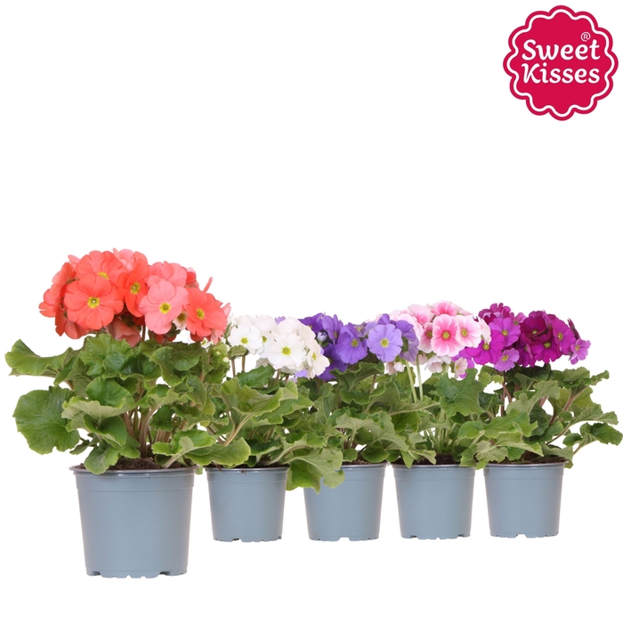 <h4>Primula Obconica Sweet Kisses mix</h4>