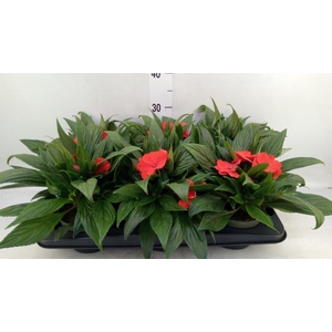 Impatiens NG 'Tamarinda Orange'