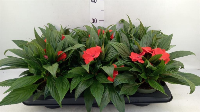 <h4>Impatiens NG 'Tamarinda Orange'</h4>