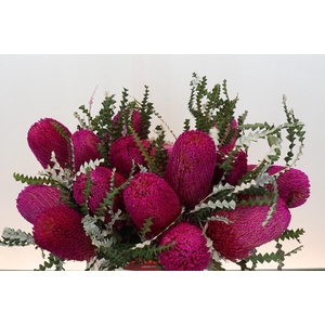 Banksia Speciosa Pink