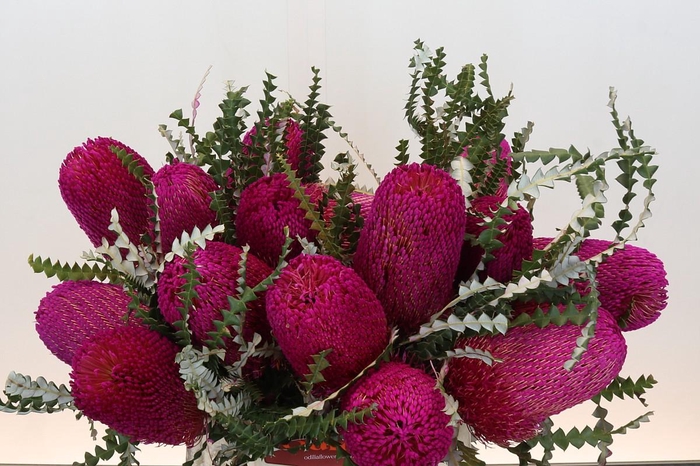 <h4>Banksia Speciosa Pink</h4>