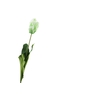 Tulipa French Parrot Green