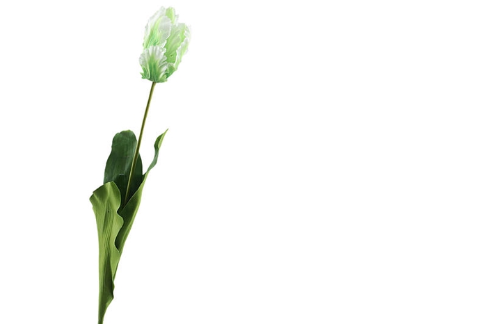 Tulipa French Parrot Green