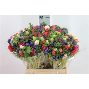 Anemone Gall Mix Italy