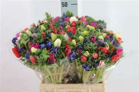 <h4>Anemone Gall Mix Italy</h4>