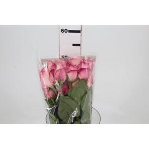 ROSA VANIA 050 CM ESTUFA