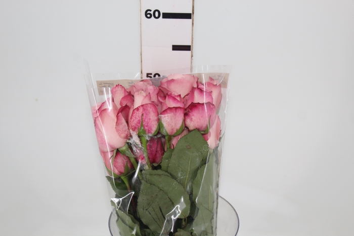 <h4>ROSA VANIA 050 CM ESTUFA</h4>