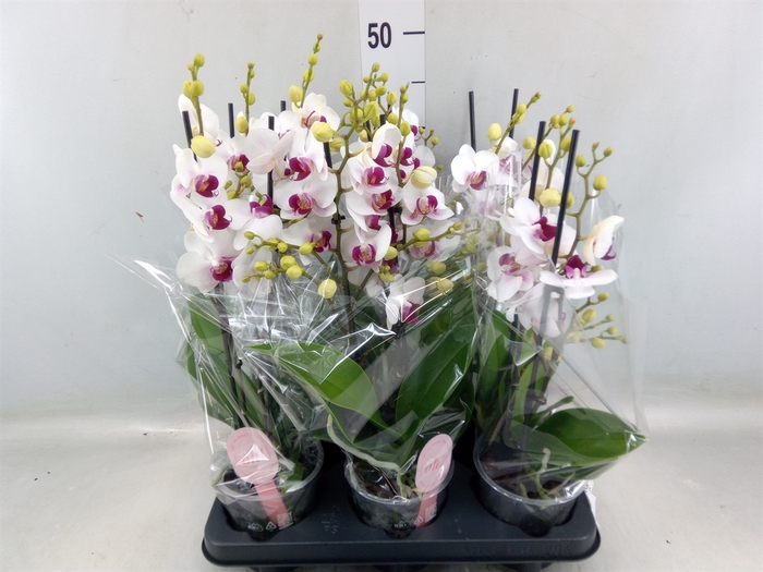 <h4>Phalaenopsis multi. 'FC Safe Haven'</h4>