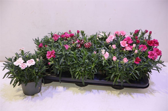 <h4>Dian Osc Gem</h4>