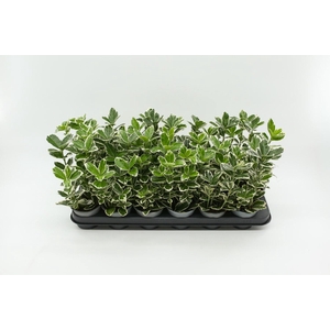 Euonymus jap. Kathy 9 cm