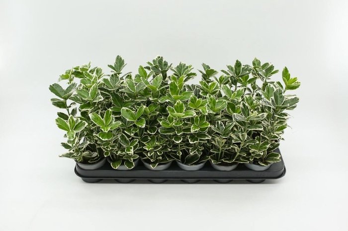 <h4>Euonymus jap. Kathy 9 cm</h4>