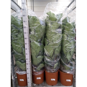 Ficus lyrata