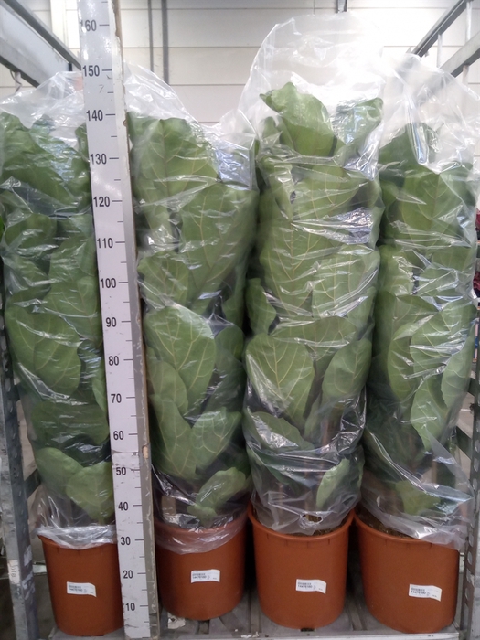<h4>Ficus lyrata</h4>