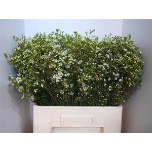 Chame Un Jupite Moon